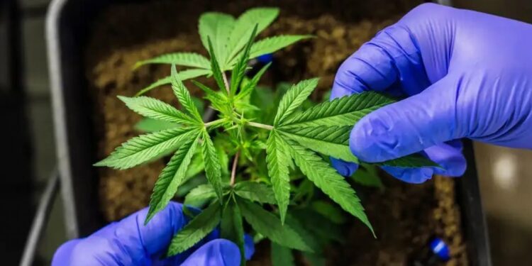 STJ autoriza cultivo de cannabis para fins medicinais